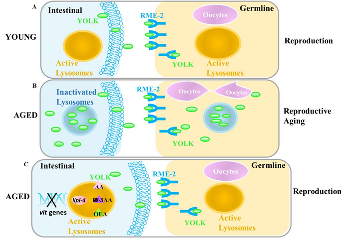 Vitellogenin accumulation leads to reproductive senescence by impairing lysosomal function