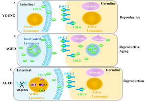 Vitellogenin accumulation leads to reproductive senescence by impairing lysosomal function