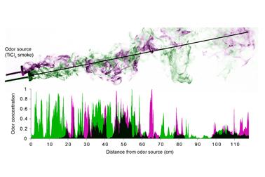 Insects Depend on Detecting Different Types of Odor