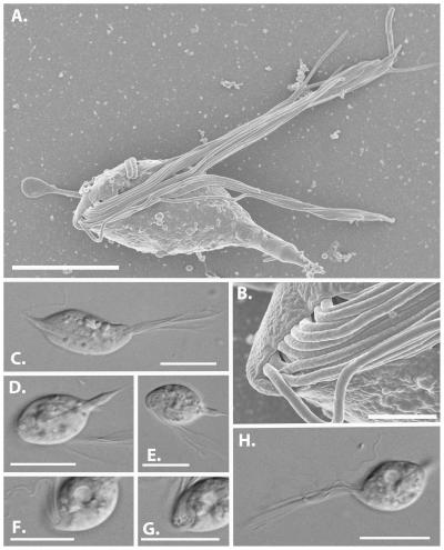 Morphology of <i>Cthulhu macrofasciculumque</i>