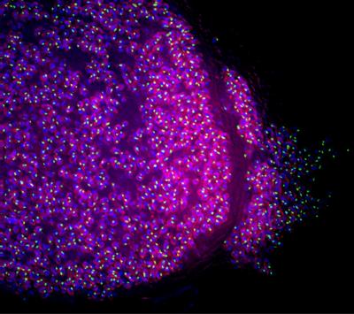 <i>P. falciparum</i> Liver Stage (2 of 2)