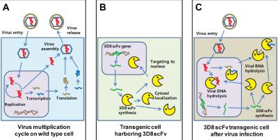 New Antiviral Drug against Broad Viruses