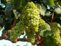 Chardonnay Grapes Growing at the Robert Mondavi Institute for Wine and Food Science