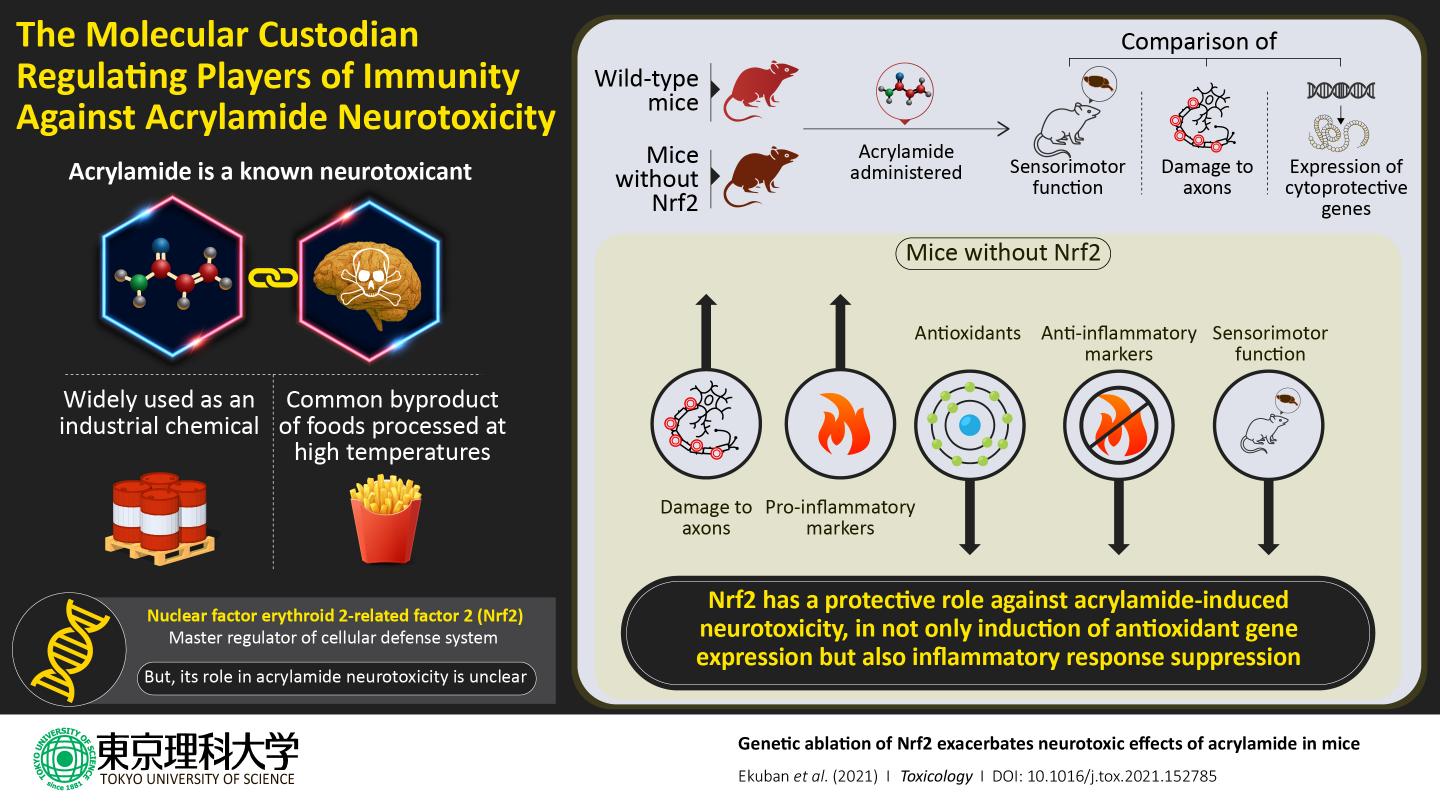 Protein, Nrf2, Increases the Expression of Protective Genes as Part of Toxic Response