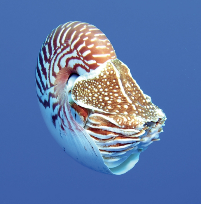 Nautilus samoaensis