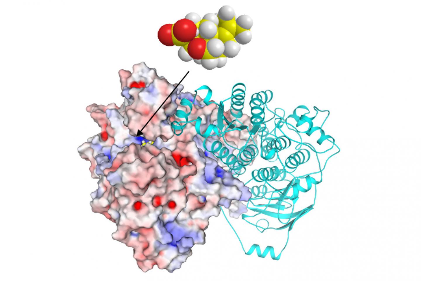 The Herbicide Was Developed through Resistance Gene-Directed Genome Mining