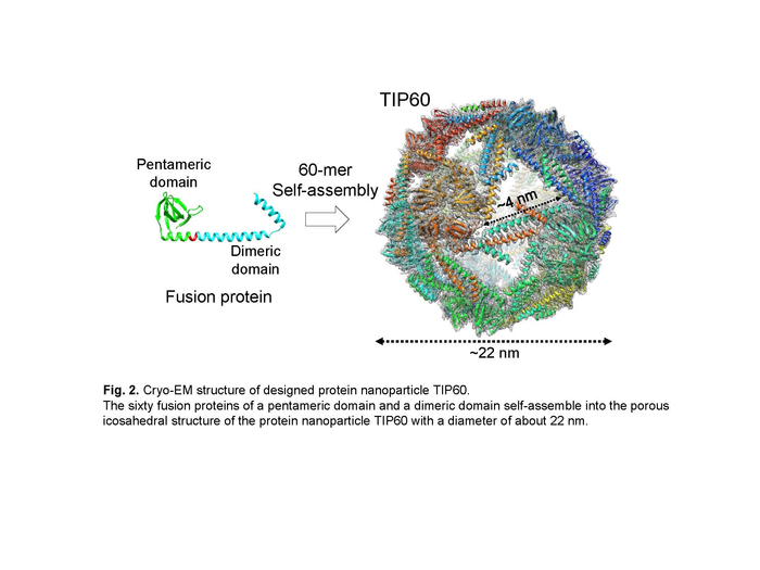 Cryo-EM structure of designed protein nanoparticle TIP60