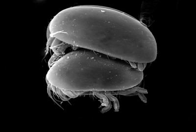 A Minute Crustacean Invades the Red Swamp Crayfish