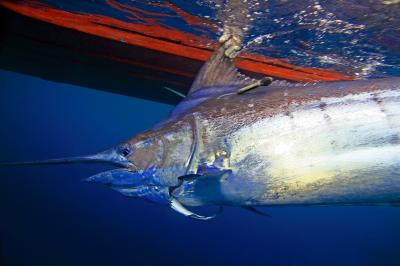 Blue Marlin with Satellite Tag