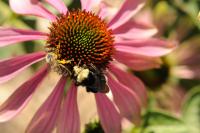 Honey Bee and Bumblebee