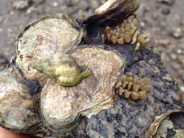 Oyster Drill on Olympia oyster [IMAGE] EurekAlert! Science News Releases