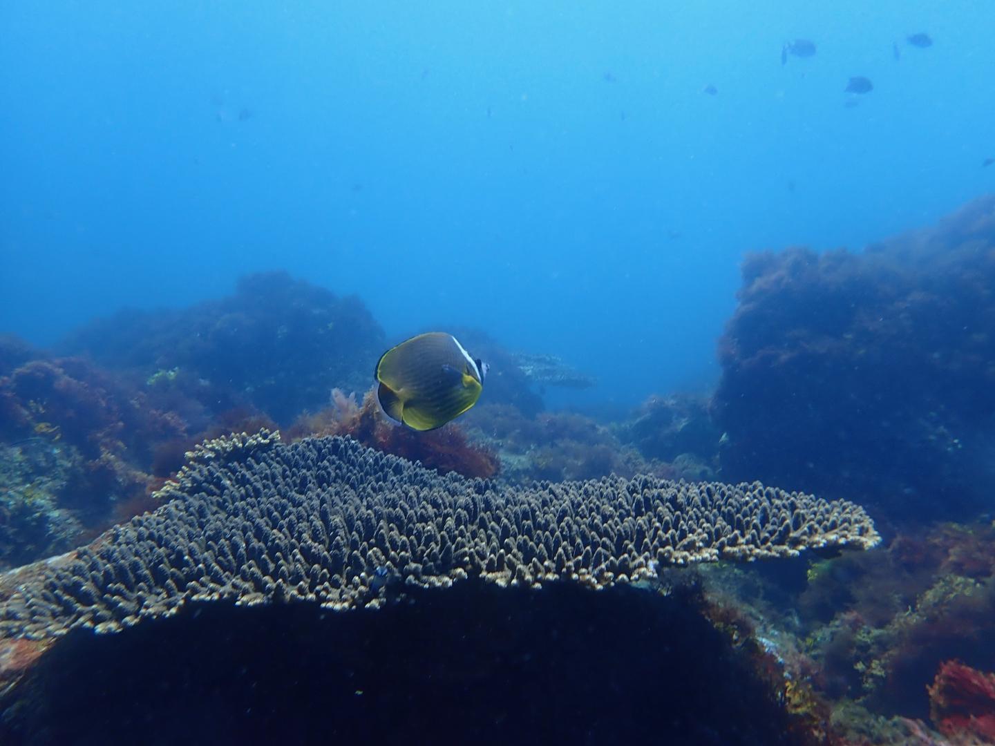 Swimming Butterflyfish