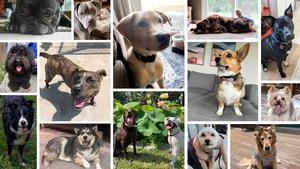 Dogs of the Michigan Medicine PR team