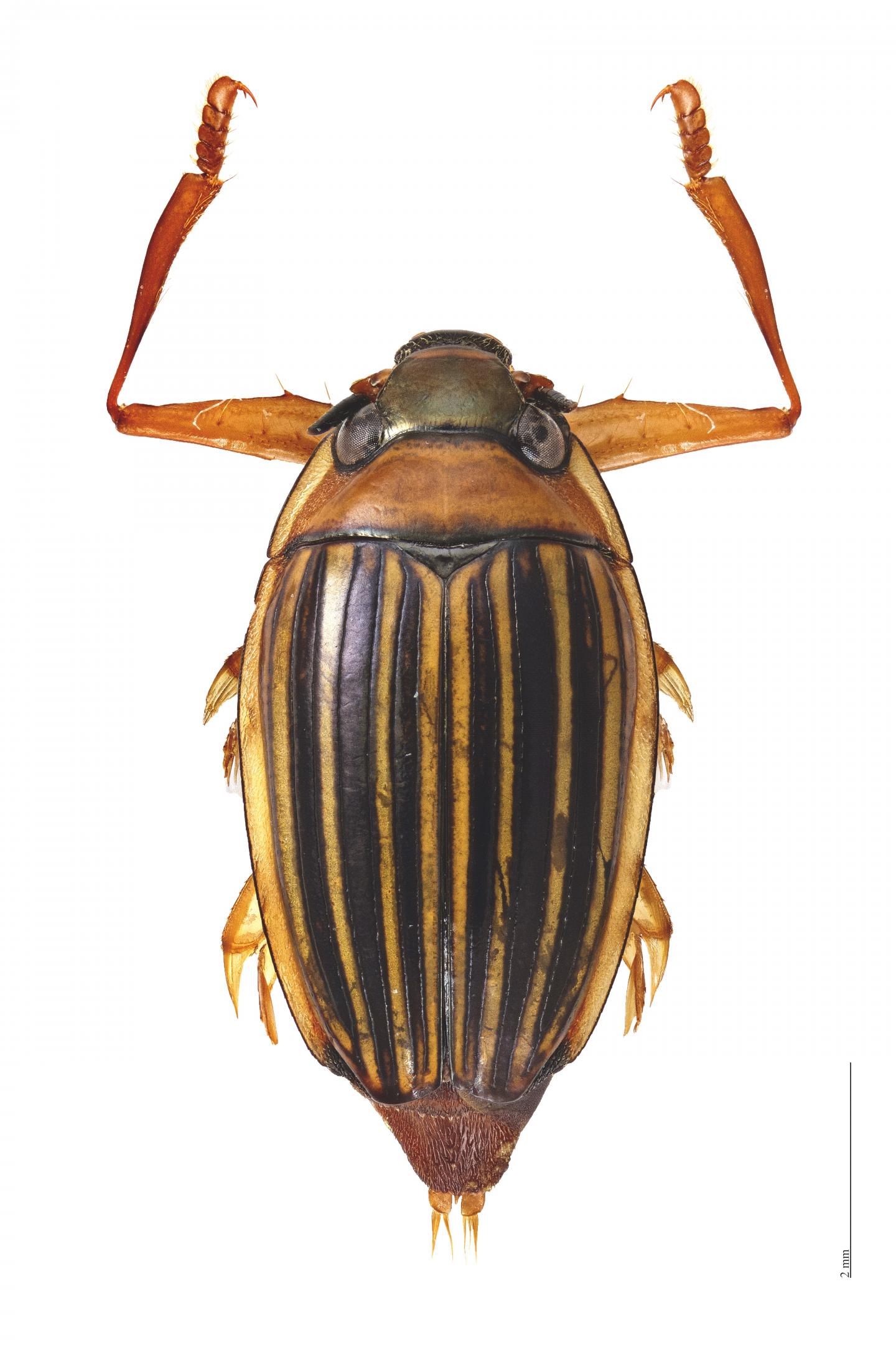 Madagascar Striped Whirligig