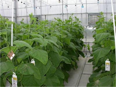 Twin-head Cucumber System Reduces Start-up Cost