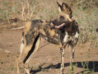 Wild Dog (Lycaon Pictus) in Kruger National Park, South Africa