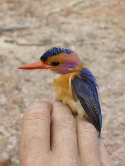 African Dwarf Kingfisher (<i>Ceyx lecontei</i>) Photographed in Vwaza Wildlife Reserve, Malawi