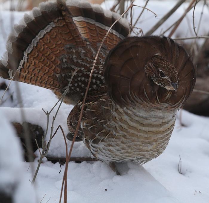 Grouse display