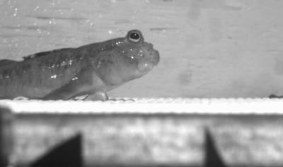 Mudskipper Fish