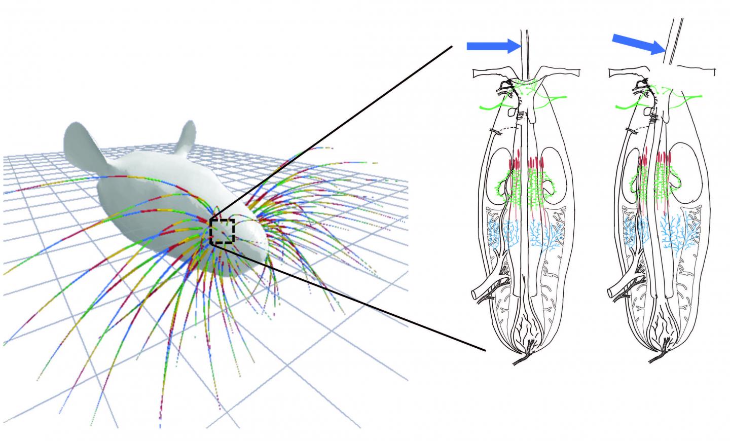 First-Of-Its-Kind Mechanical Model Simulates Bending of Mammalian Whiskers