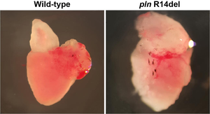 Wildtype and PLN p.Arg14del mutant adult zebrafish hearts