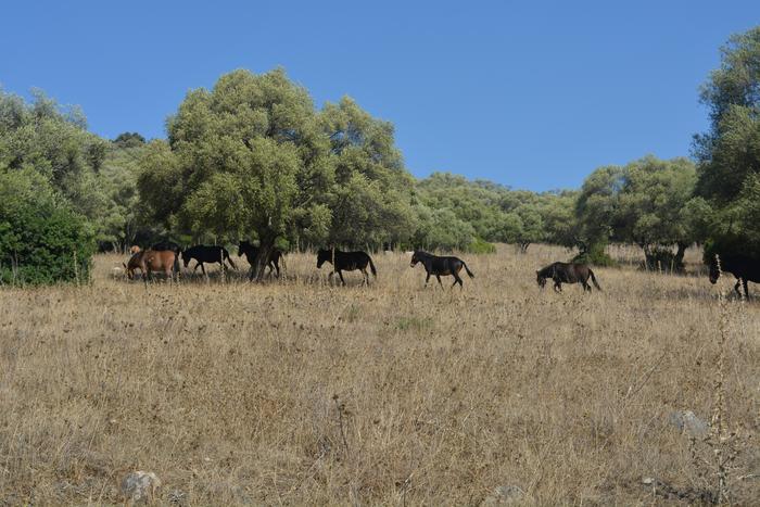 Agricultural landscape dominated by exotic species