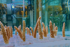 Corals Can Be “Trained” to Tolerate Heat Stress, Study Finds