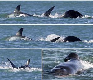 Orca predation timeline