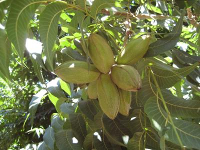 Sun or Shade: Pecan Leaves' Photosynthetic Light Response Evaluated