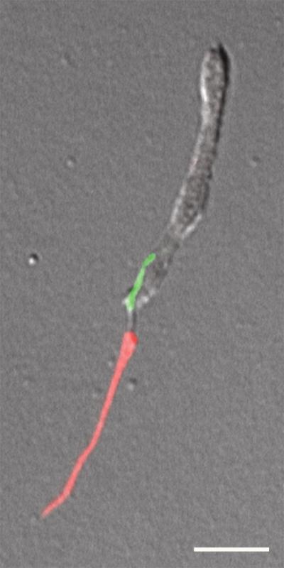 Mouse Photoreceptor Sensory Cilium