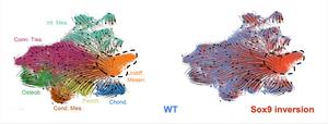 Mutations analysis of embryonic cells