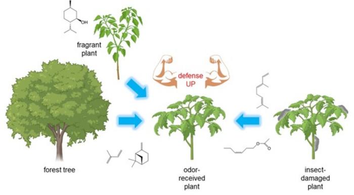 Enhanced plant defense mechanisms mediated by volatile organic compounds (VOCs)