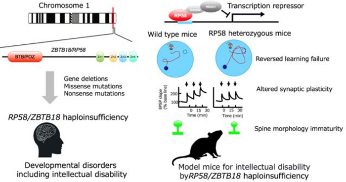 Establishments of a mouse model of intellectual disability