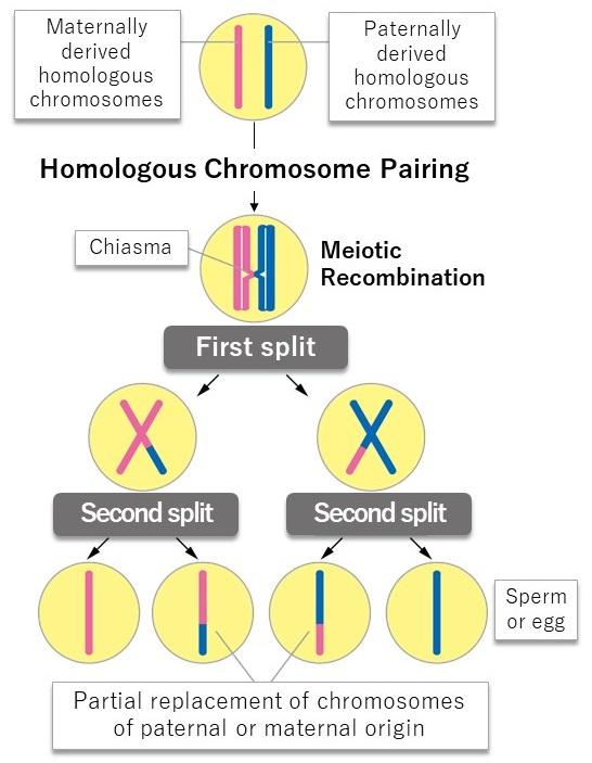 Paternal-maternal homologous chromosome pairing and partial replacement of genetic information in meiosis