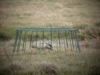 Lapwing in Cage