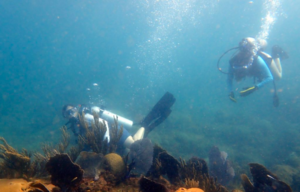 Professor and student dive for egg masses