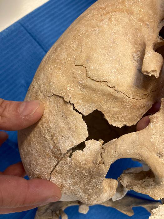 Skull found in the archeological site of Zorita de los Canes.