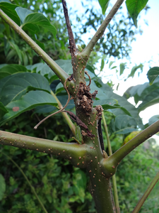 Caoba (Swietenia macrophylla) tree attacked by the larvae.