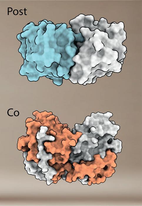 Some proteins find their “soulmate” at birth