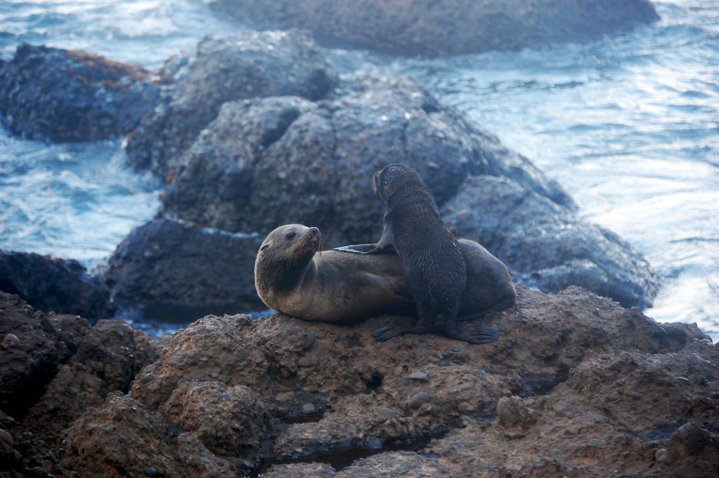 Fur Seal and Pup