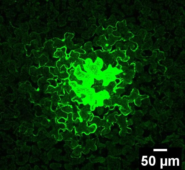 Cell-Isolation -- Plasmodesmata