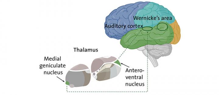 brain diagram thalamus