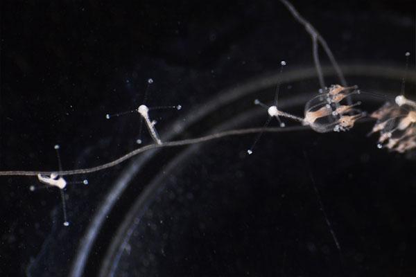 Jellyfish's Superpowers Gained Through Cellular Mechanism