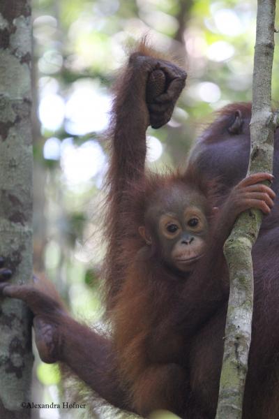 Endangered Orangutan