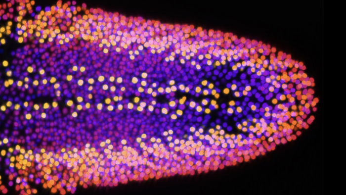 Neurons of the Drosophila ventral nerve cord