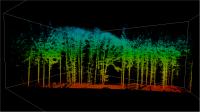 Laser Scan of a Forest