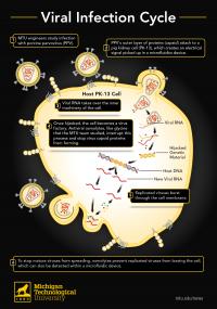 Viral Infection Cycle