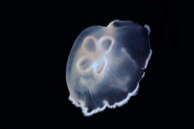 <em>Aurelia aurita</em> (Moon Jellyfish)