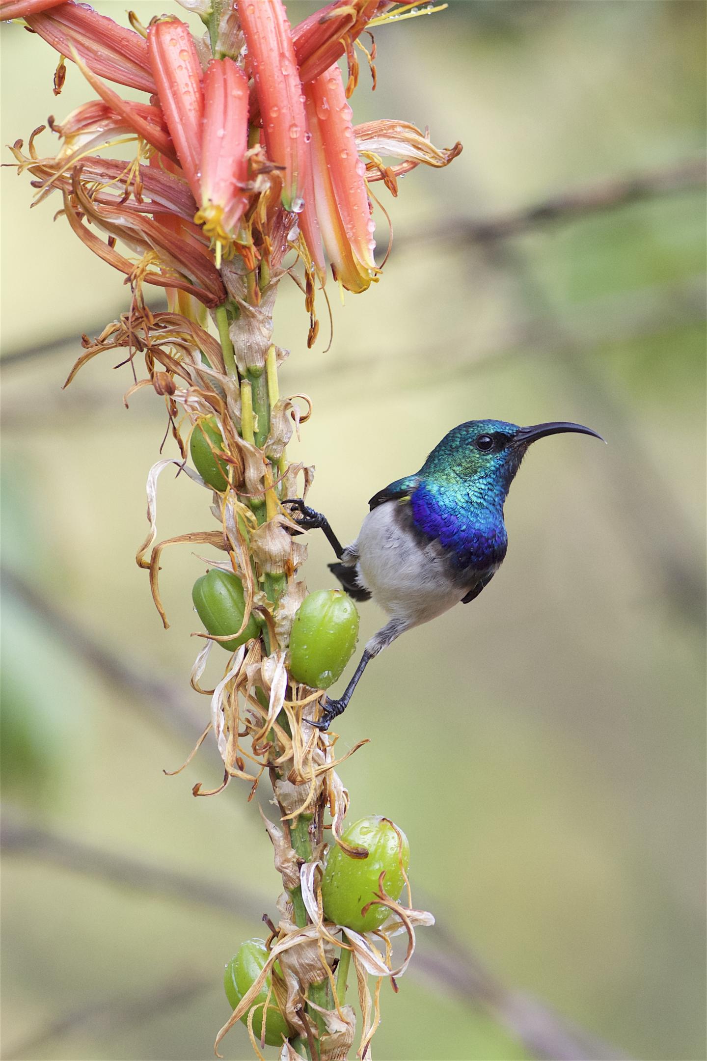 White-bellied Sunbird