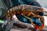 Tagged Lobster